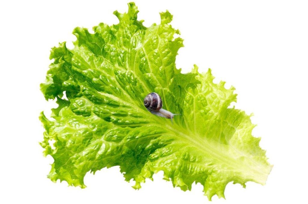 Salada fresca com verduras e caramujo africano em fundo desfocado