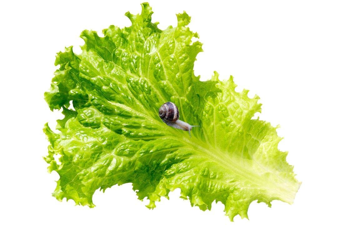 Salada fresca com verduras e caramujo africano em fundo desfocado